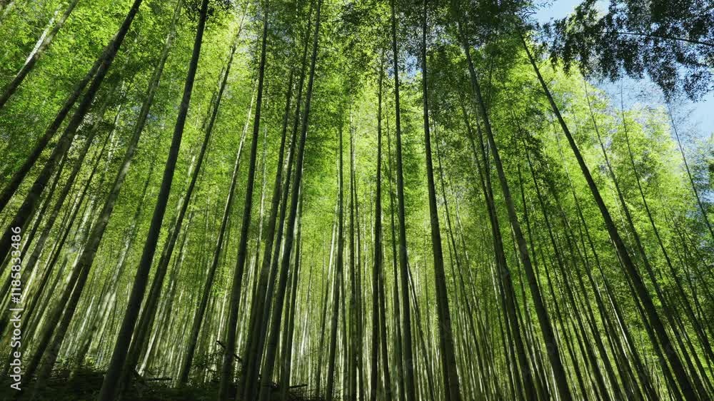 Green Bamboo forest with sunlight in Taiwan Green Bamboo forest with sunlight in Taiwan