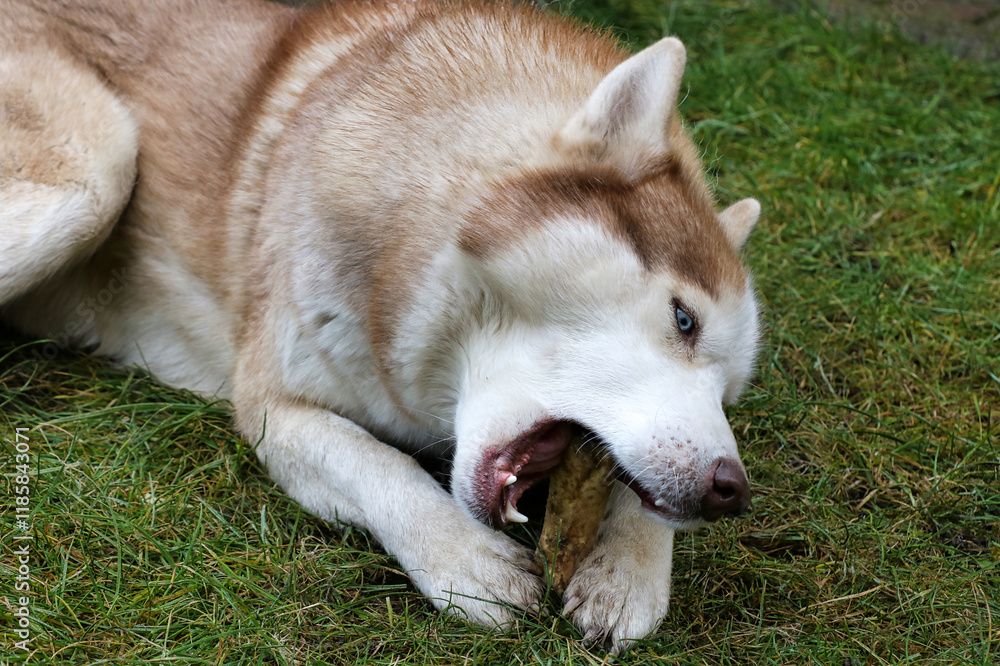 A Laika guard dog chewing on a bone, close-up. A Laika guard dog chewing on a bone, close-up.