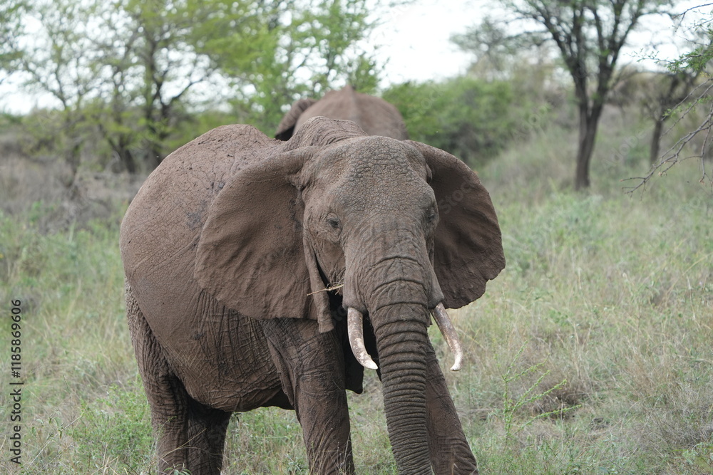 close up of an elephant in the serengeti Tanzania facing the camera, portrait, young adult elephant close up of an elephant in the serengeti Tanzania facing the camera, portrait, young adult elephant