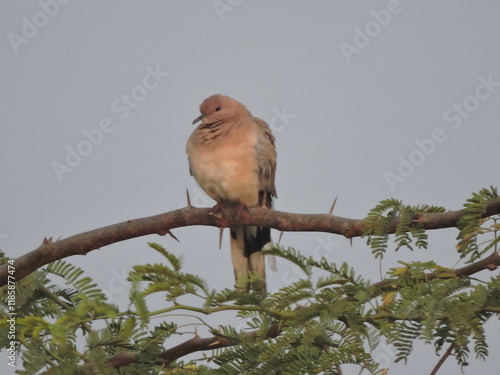 Khijadia Bird Sanctuary is at the distance of about 10 km northeast from Jamnagar (gujarat) india photo