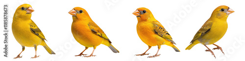 Closeup Photography of Vibrant Yellow Finch Birds Perching on Wooden Branches in Outdoor Natural Environment  Elegant Songbird Feathers Beaks and Eyes Showcasing the Beauty of Avian Wildlife photo