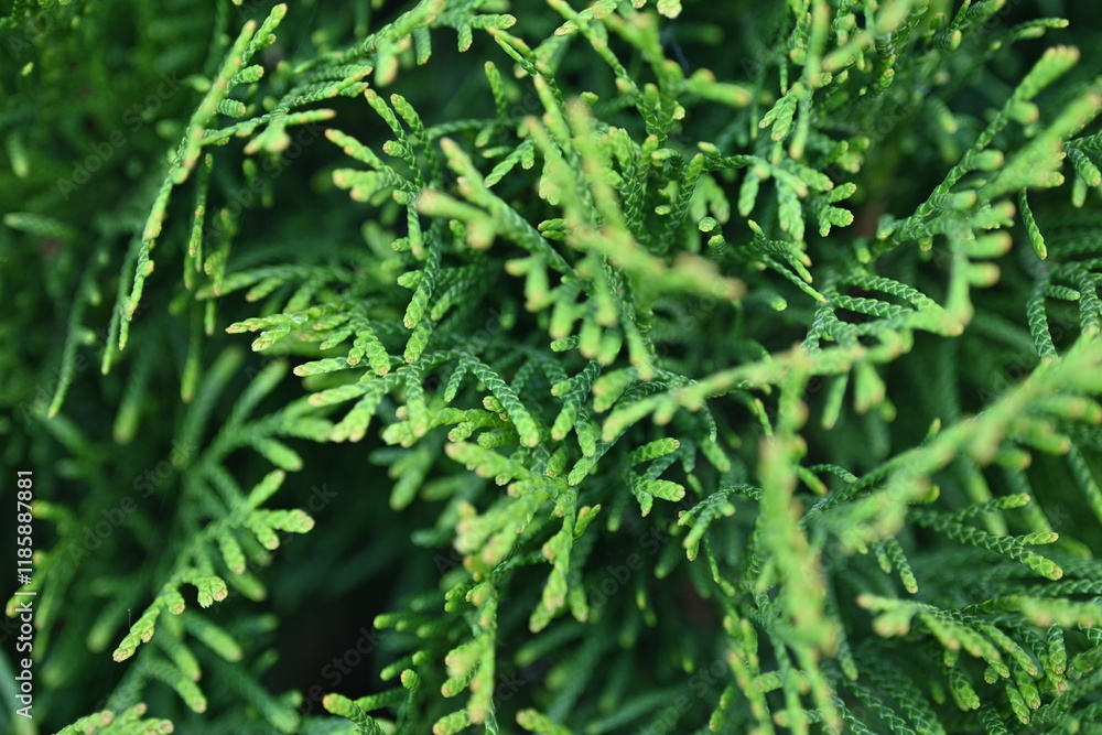 green juniper branches texture ripe blue berries close-up gradient turquoise color fragrant spice in nature
green juniper branches texture ripe blue berries close-up gradient turquoise color fragrant spice in nature