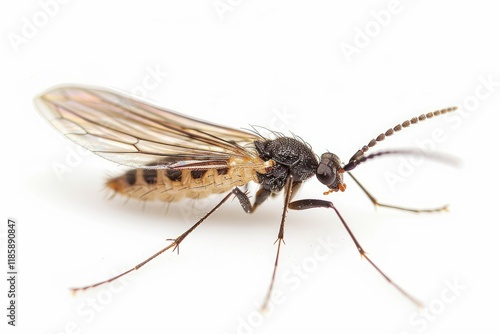 Detailed Color Image of DarkWinged Fungus Gnat on White Background photo