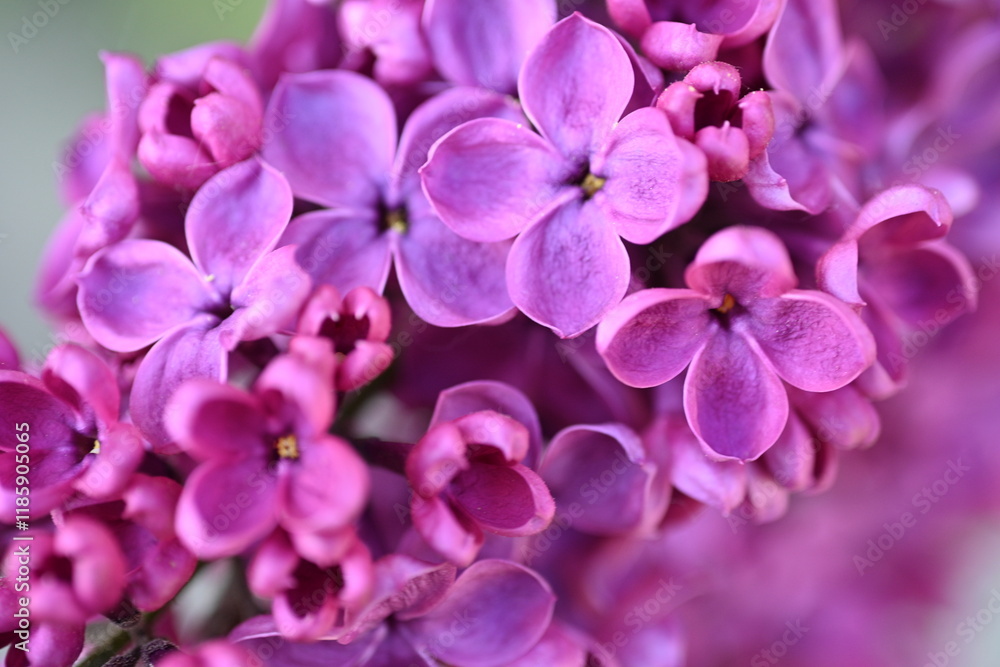 close up of lilac bloom, texture of lilac flowers close up of lilac bloom, texture of lilac flowers
