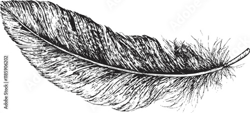 Detailed black and white feather illustration with intricate line work.