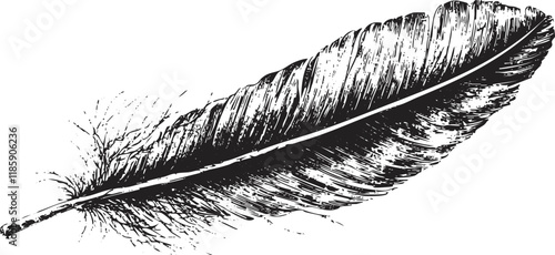 Black and white ink illustration of a detailed feather.