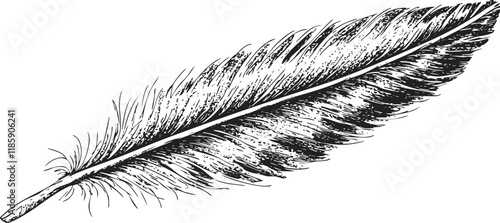 Detailed black and white feather illustration in a sketch style.