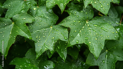 Green leaves with water droplets after rainfall