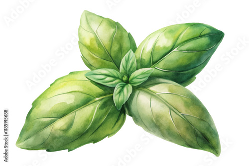 Fresh basil leaves, vibrant green colors, watercolor style, botanical illustration, culinary herb, natural beauty.