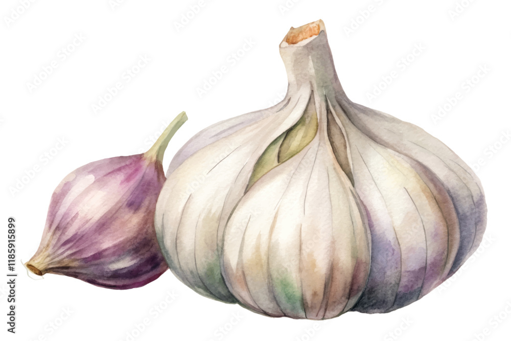 Obraz premium Fresh garlic bulb, vibrant watercolor style, culinary ingredient, healthy cooking, organic produce, kitchen decor.