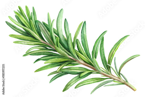 Fresh rosemary branch, vibrant green leaves, botanical illustration, culinary herb, natural beauty, watercolor style.