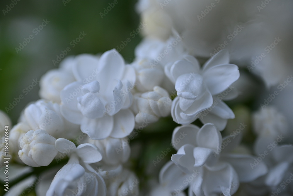 white lilac flowers close up, macro lilac flowers white lilac flowers close up, macro lilac flowers