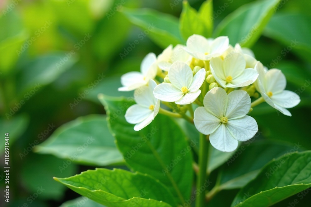 White small hydrangea blooms on green foliage, freshcut, hydrangea, garden White small hydrangea blooms on green foliage, freshcut, hydrangea, garden