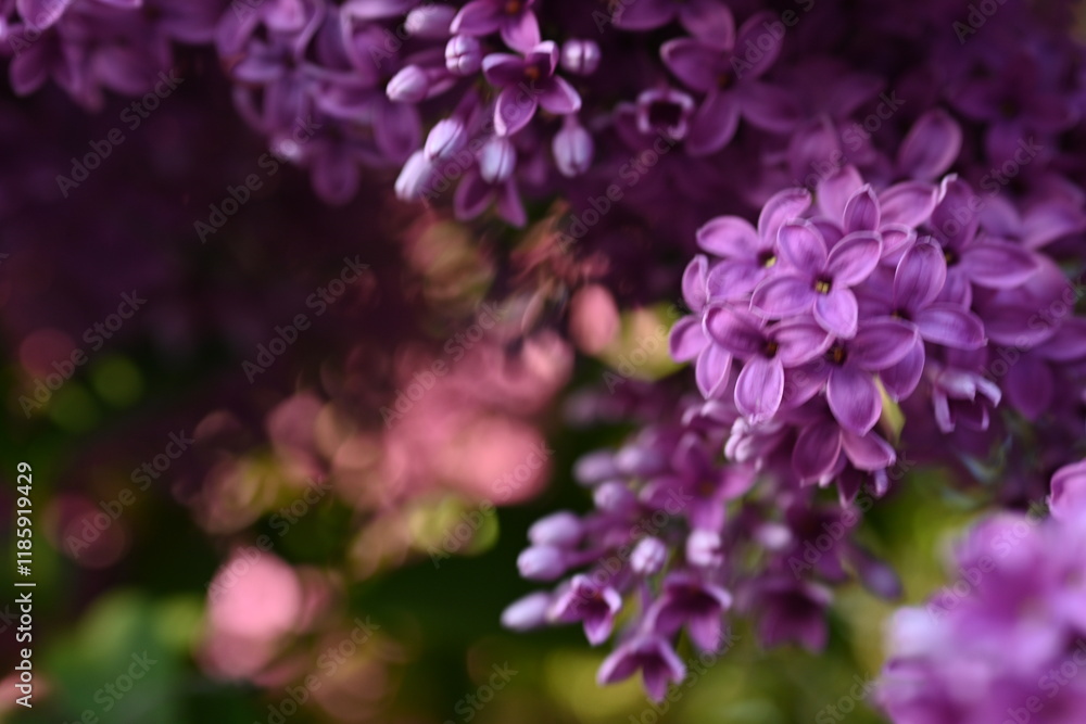 macro purple floral lilac background, Soft purple lilac background, lilac buds, violet color texture, purple lilac flowers on a green background
macro purple floral lilac background, Soft purple lilac background, lilac buds, violet color texture, purple lilac flowers on a green background
