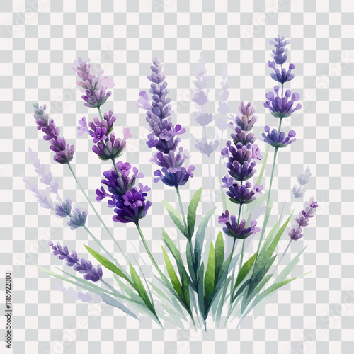 Watercolor painting of a lavender with leaves, isolated on transparent background.