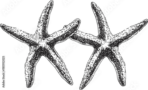 Vintage starfish illustration showcasing marine life in detailed sketch style.
