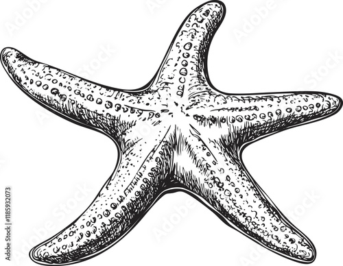 Hand-drawn starfish illustration with detailed texture and black outline.