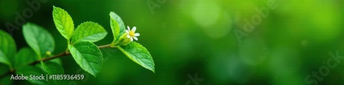 Lush green branch of Trachelium with delicate leaves and small white flowers, nature, wildflowers photo