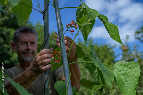 Runner bean plants growing up canes in a vegetable garden. Gardener ties up the trailing new shoots, growth, protecting the vines and red flower crops.  photo