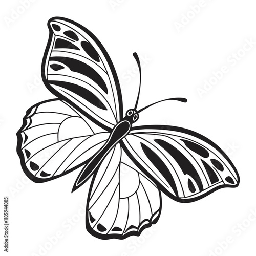 butterfly illustration