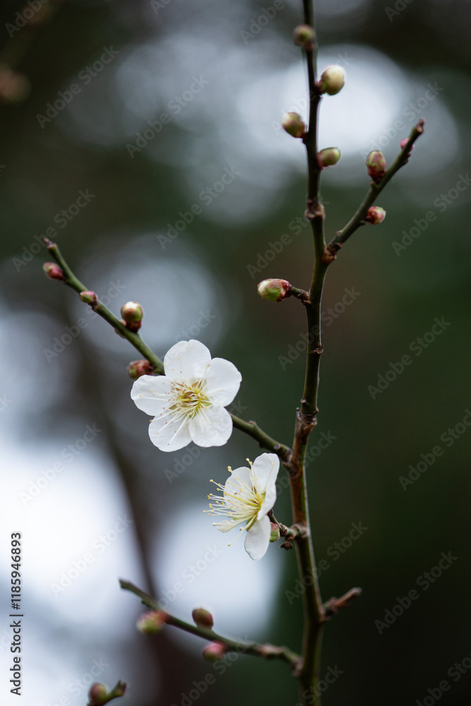 梅花 梅の花 梅花 梅の花