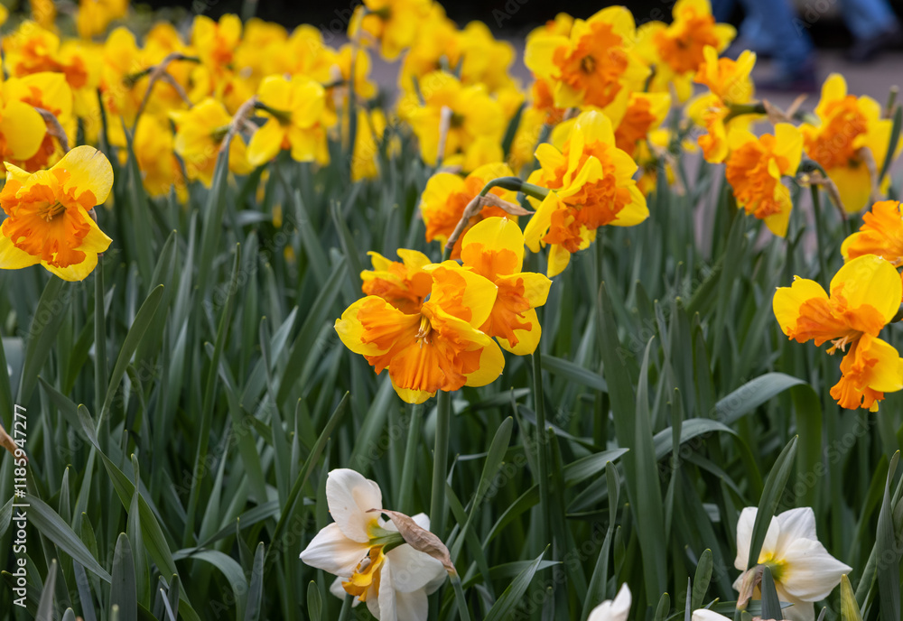 yellow daffodils flowers blooming in a garden yellow daffodils flowers blooming in a garden