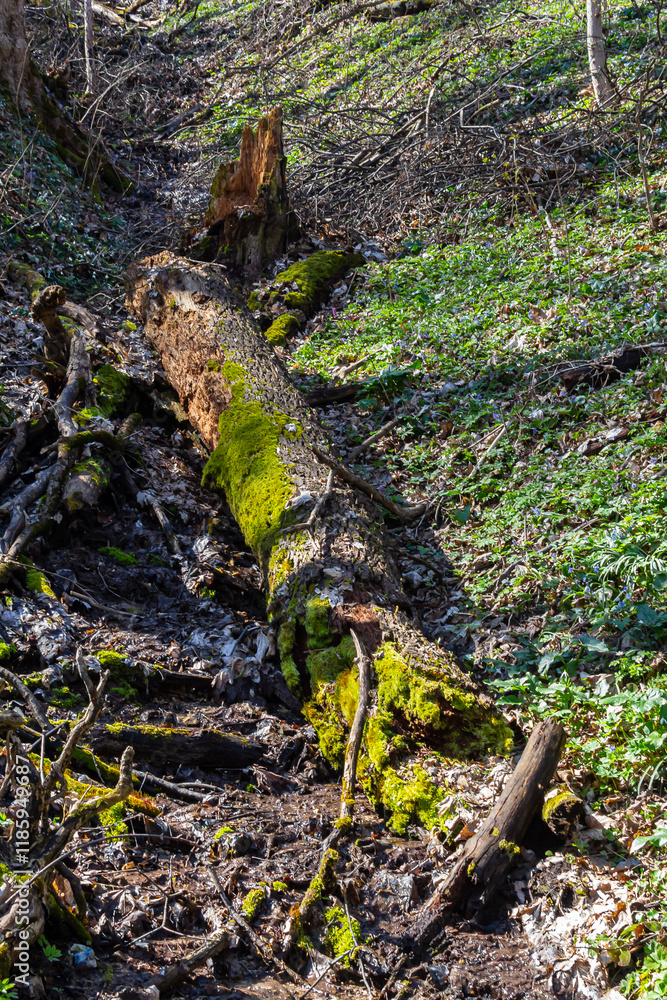 Fototapeta premium Moss-covered fallen tree log in a forested area during springtime daylight hours