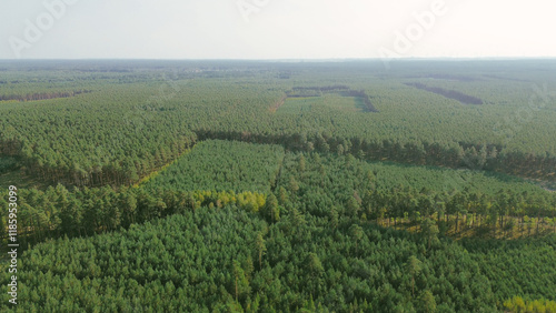 Tableau sur toile Dense coniferous forest captured by drone