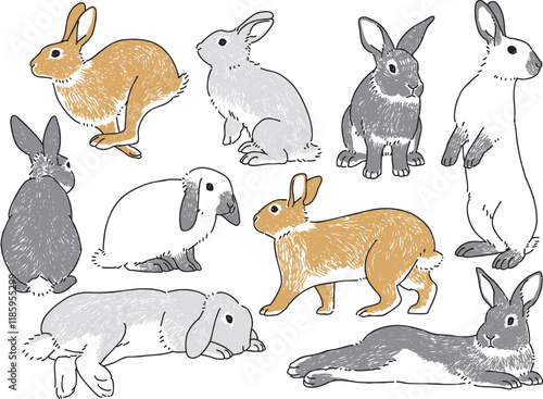 様々なウサギのポーズのイラストセット