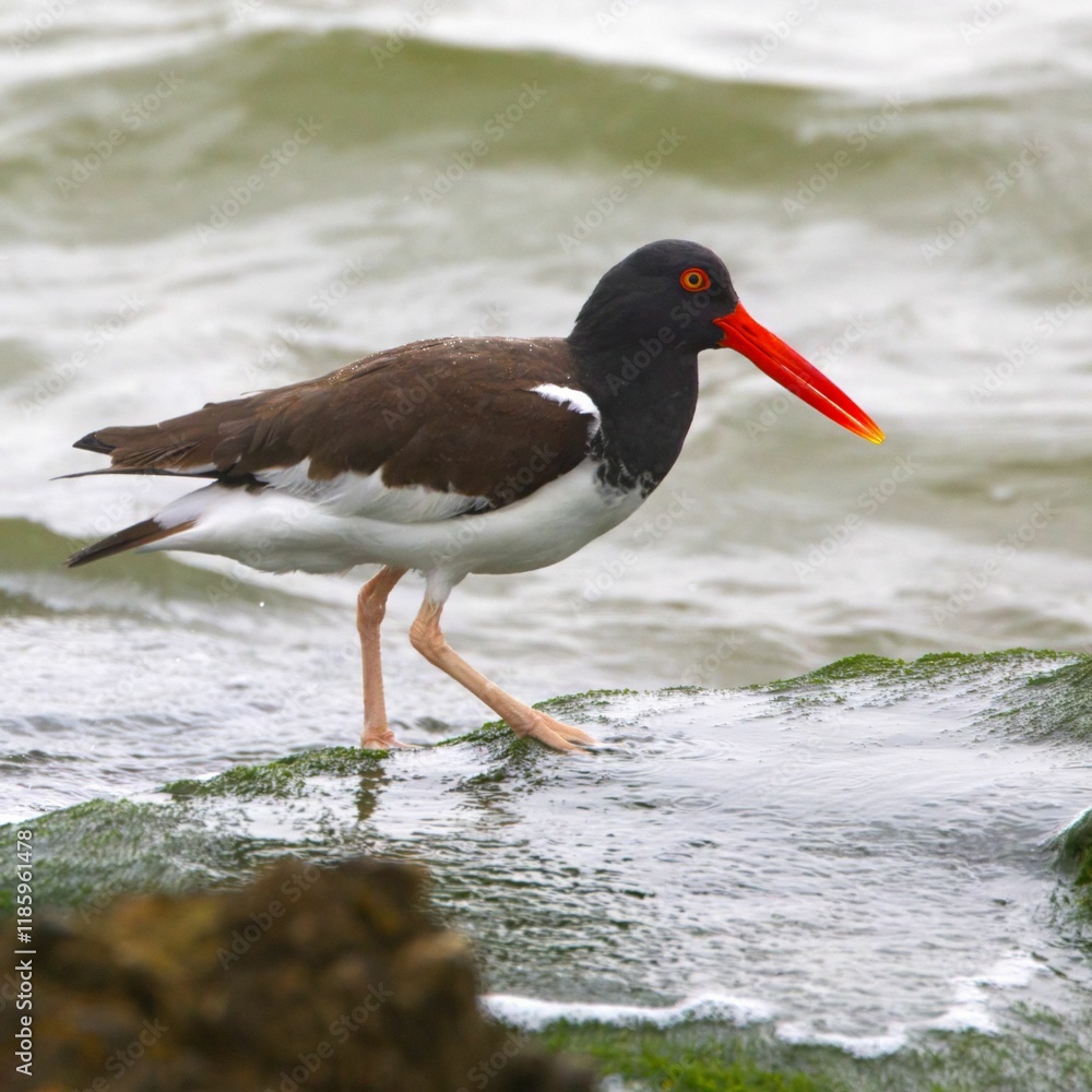 American Oystercatcher in water American Oystercatcher in water