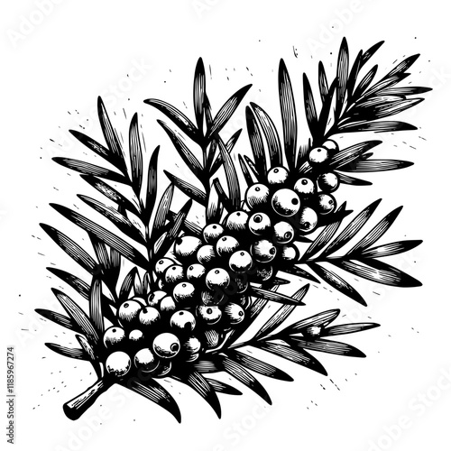Juniper Berries on Branch vector illustration