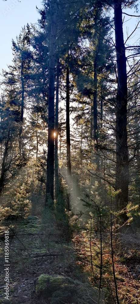 Obraz premium Forest Light Beams Through Pines