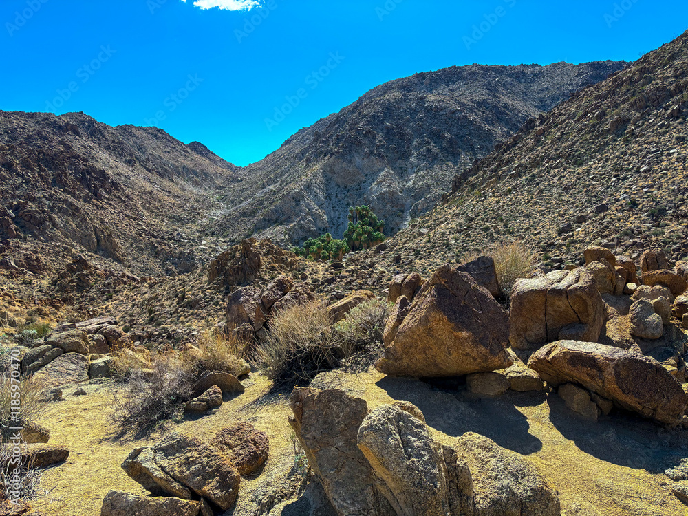 Obraz premium Fortynine Palms Oasis at Joshua Tree National Park in California