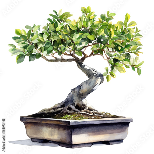 A watercolor drawing of a Buttonwood Bonsai, isolated on a white background. Buttonwood Bonsai vector.
