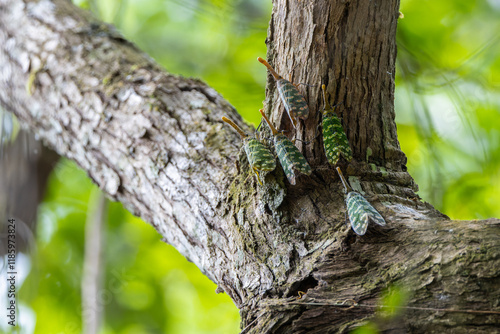 Marco image Group of Lantern bug (Pyrops sidereus) at Rainforest jungle Sabah, Borneo.