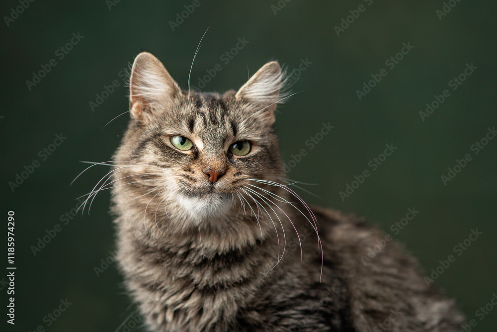 Beautiful and funny rescued cat portrait on a green background. Beautiful and funny rescued cat portrait on a green background.