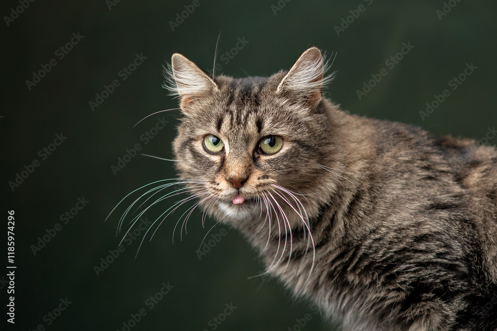 Beautiful and funny rescued cat portrait on a green background. Beautiful and funny rescued cat portrait on a green background.