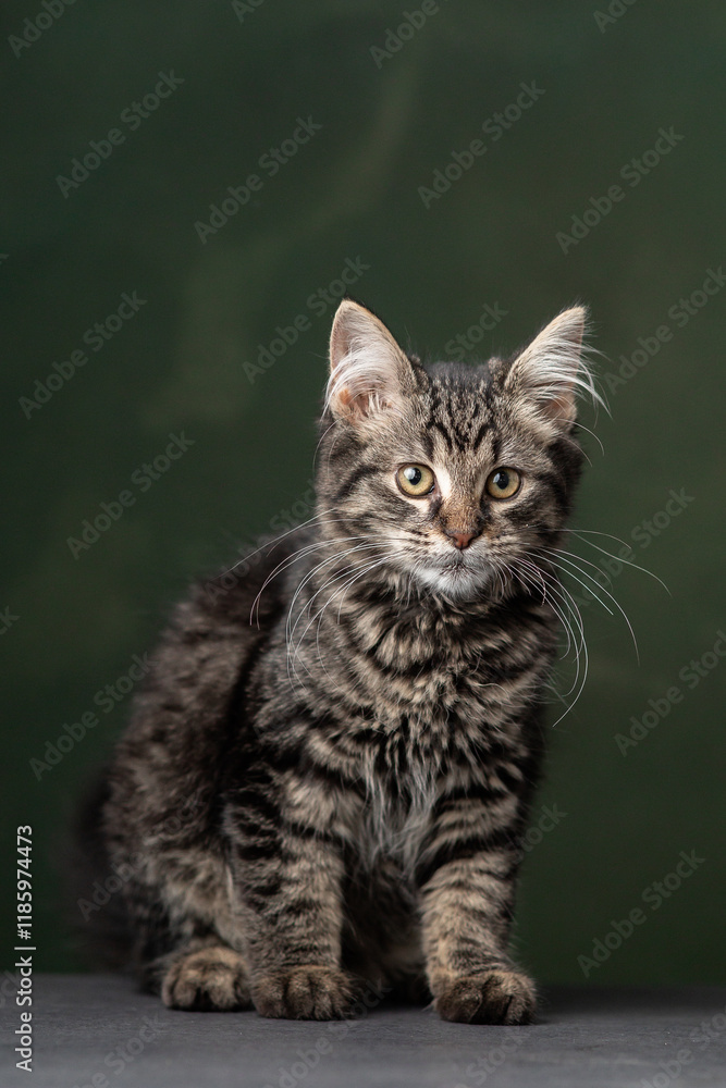 Beautiful and funny rescued cat portrait on a green background. Beautiful and funny rescued cat portrait on a green background.