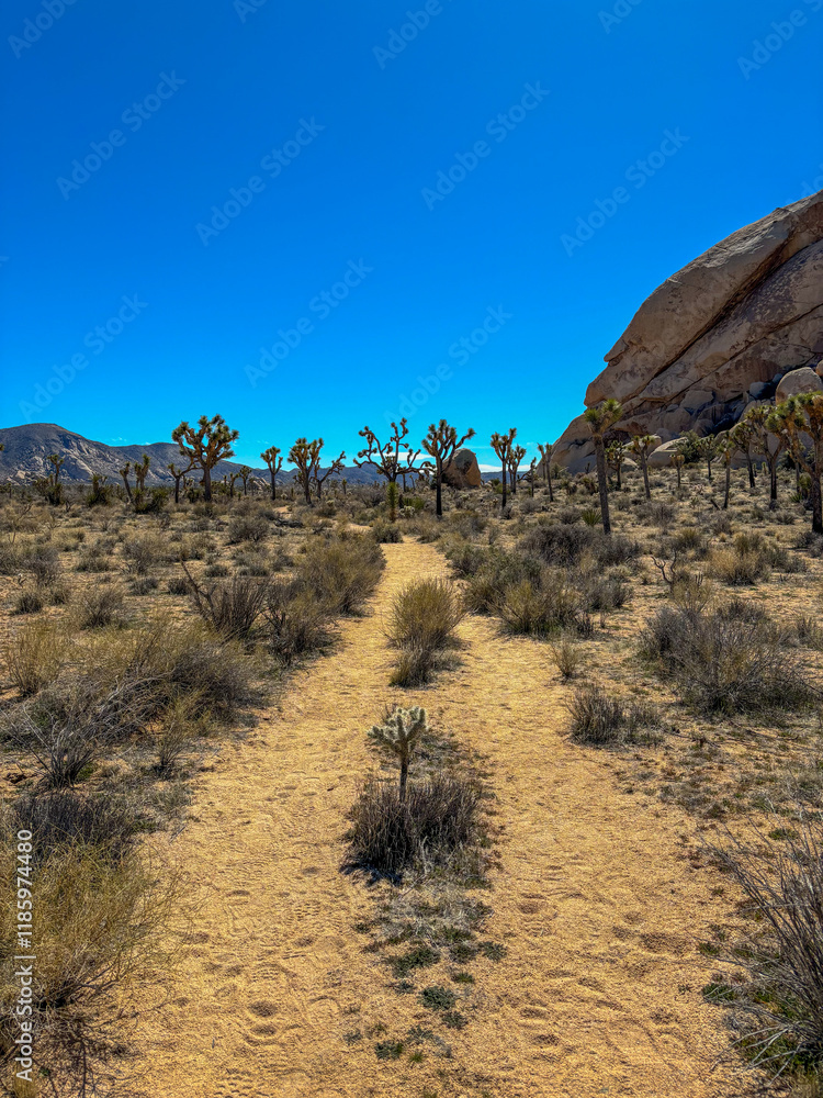 Desert landscape of the joshua tree national park, California Desert landscape of the joshua tree national park, California