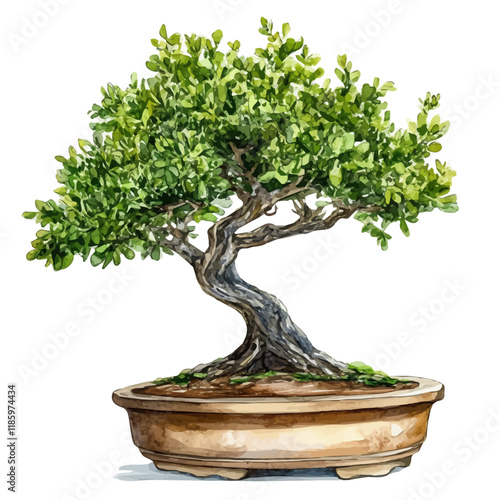 A watercolor drawing of a Buttonwood Bonsai, isolated on a white background. Buttonwood Bonsai vector.
