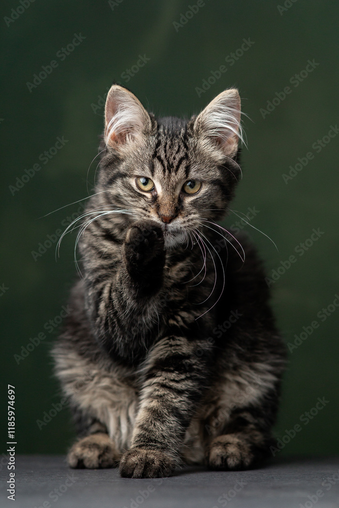 custom made wallpaper toronto digitalBeautiful and funny rescued cat portrait on a green background.