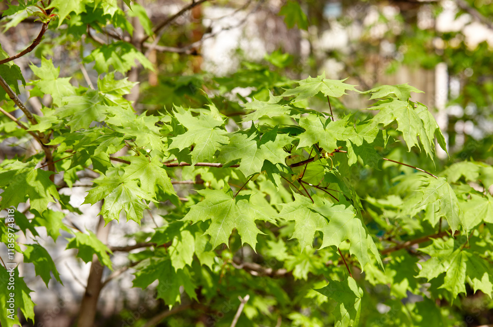 Leaves of maple at spring. Selective focus, blurred background Leaves of maple at spring. Selective focus, blurred background