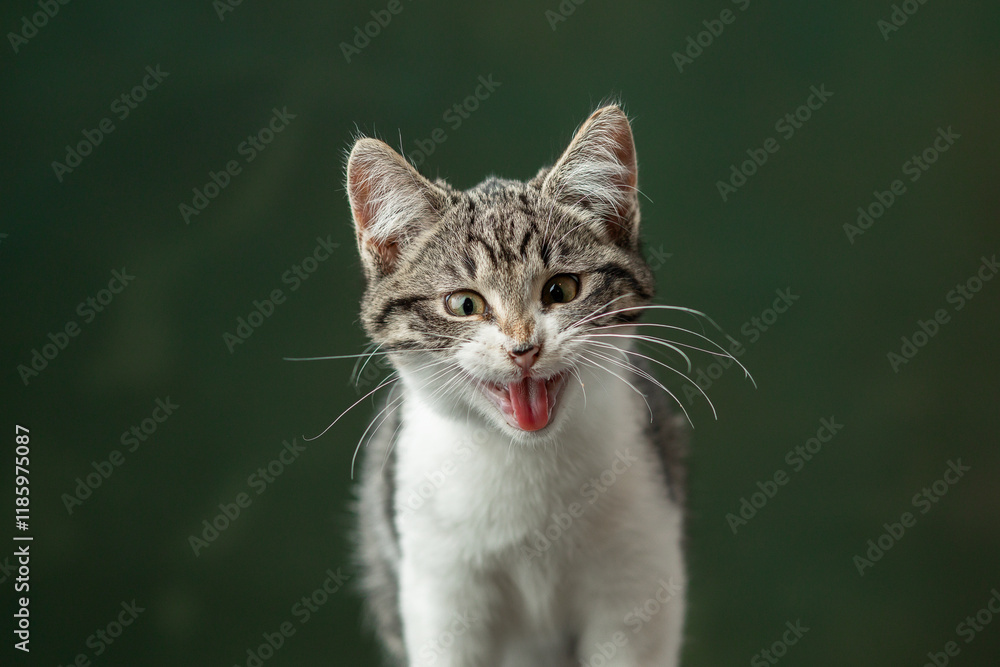 Obraz premium Beautiful and funny rescued cat portrait on a green background. 