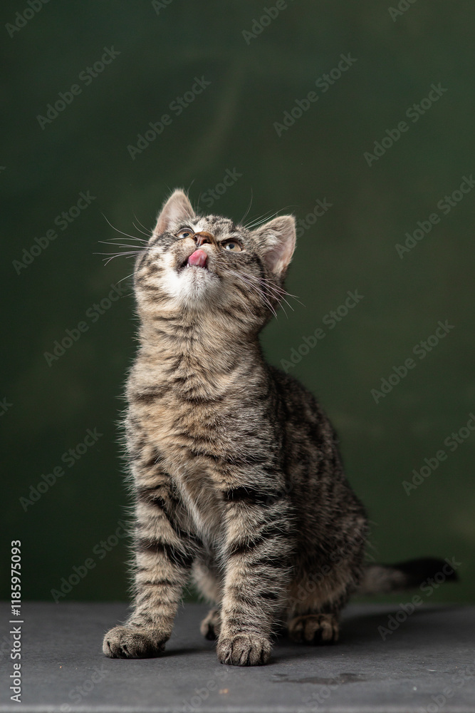 Obraz premium Beautiful and funny rescued cat portrait on a green background. 