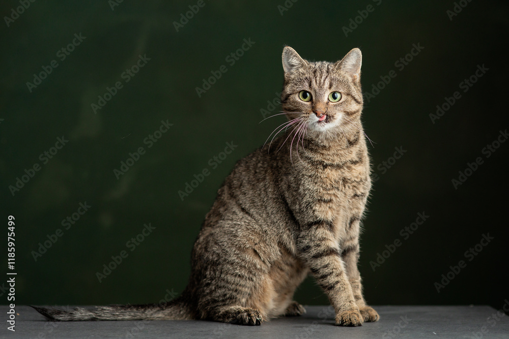 Fototapeta premium Beautiful and funny rescued cat portrait on a green background. 