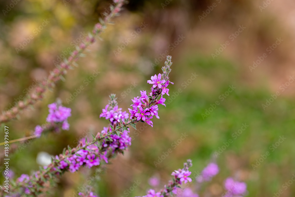 Obraz premium Lilac colored lythrum salicaria flower in the rural area of ​​Siirt province, Southeastern Anatolia region