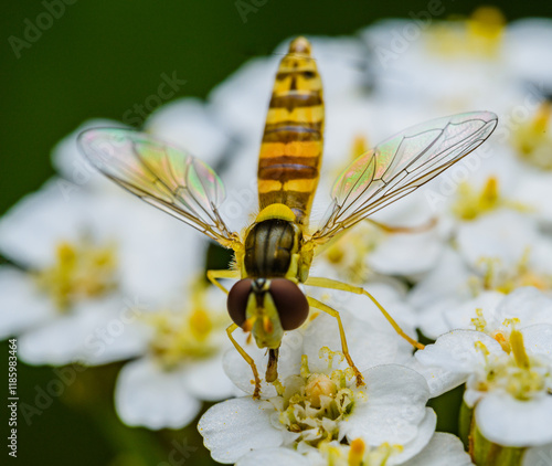 Fotografie hoverfly sitting on white flower