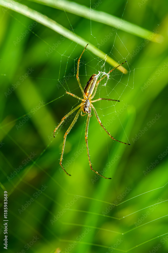 Tetragnatha spider on the web