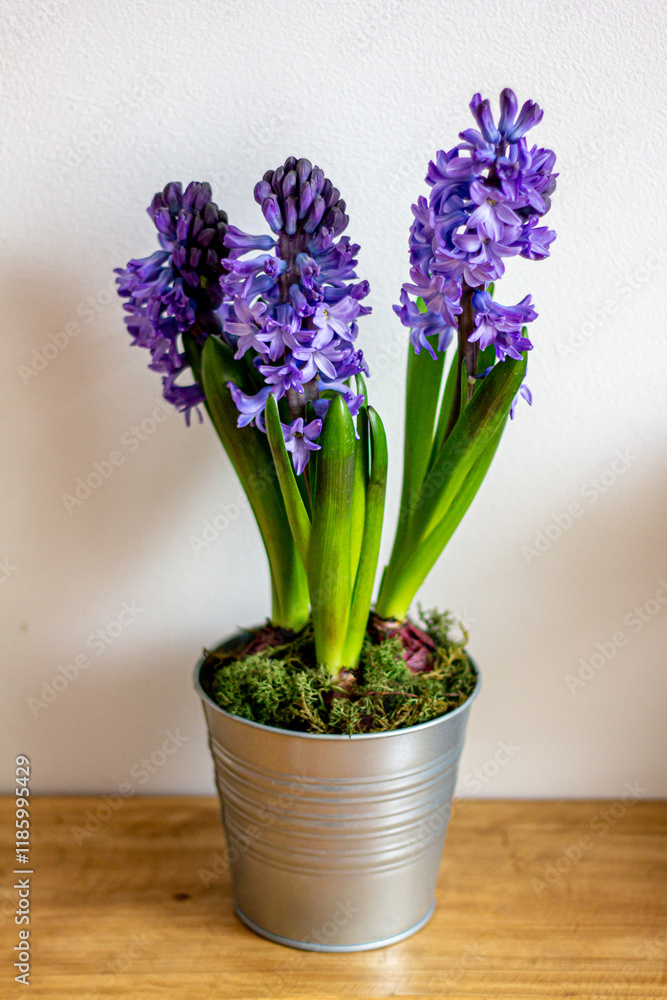 Spring flowers blue hyacinths botany Spring flowers blue hyacinths botany