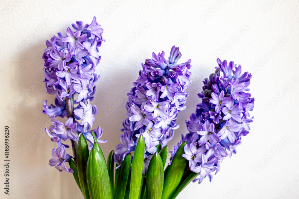 Obraz premium Spring flowers blue hyacinths botany